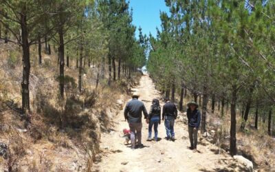 ¿Qué es Arbolia? La Plataforma Promueve la Sostenibilidad