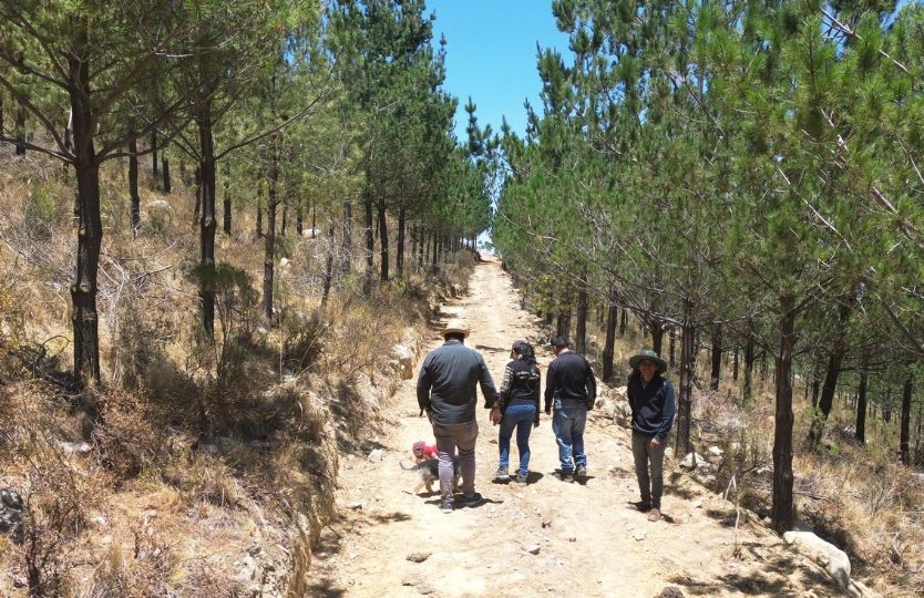 ¿Qué es Arbolia? La Plataforma Promueve la Sostenibilidad